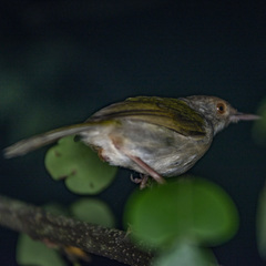 Orthotomus