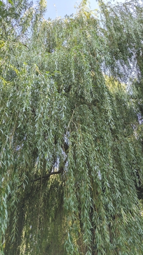 Salix pendulina