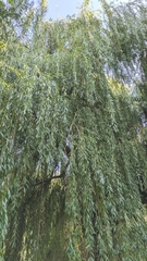 Salix × pendulina, photograph author not stated, no rights reserved