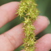 Carex Sect. Vulpinae - Photo (c) Melanie Schuchart, some rights reserved (CC BY-NC), uploaded by Melanie Schuchart