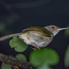 Orthotomus