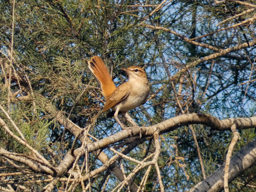iNaturalist image