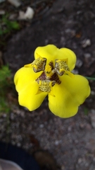 Trimezieae