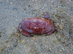 Atergatis integerrimus