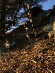 Caulanthus amplexicaulis barbarae