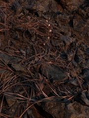 Caulanthus amplexicaulis barbarae