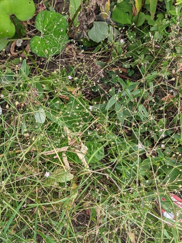 Gypsophila perfoliata, photograph 1