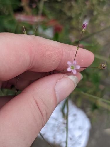 Gypsophila perfoliata, photograph 2