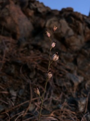 Caulanthus amplexicaulis barbarae