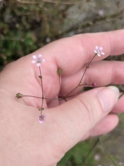 Gypsophila perfoliata, photograph (c) Марина Давлетшина, some rights reserved (CC BY)