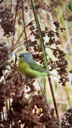 Nashville Warbler