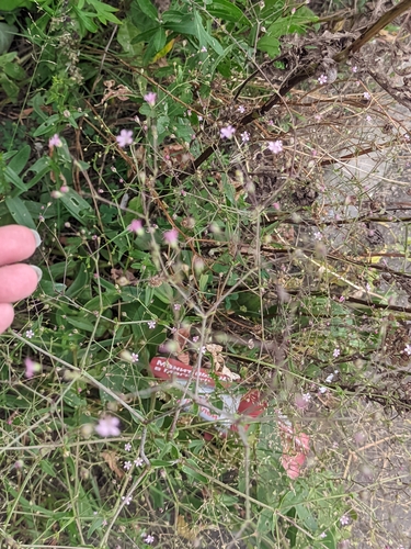 Gypsophila perfoliata, photograph 4