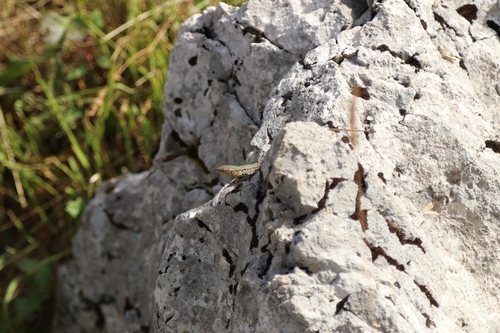 Dalmatian Wall Lizard