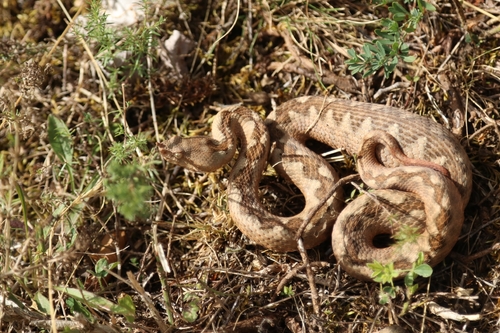 Long-nosed Viper