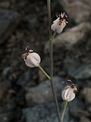 Caulanthus amplexicaulis barbarae
