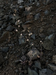 Caulanthus amplexicaulis barbarae