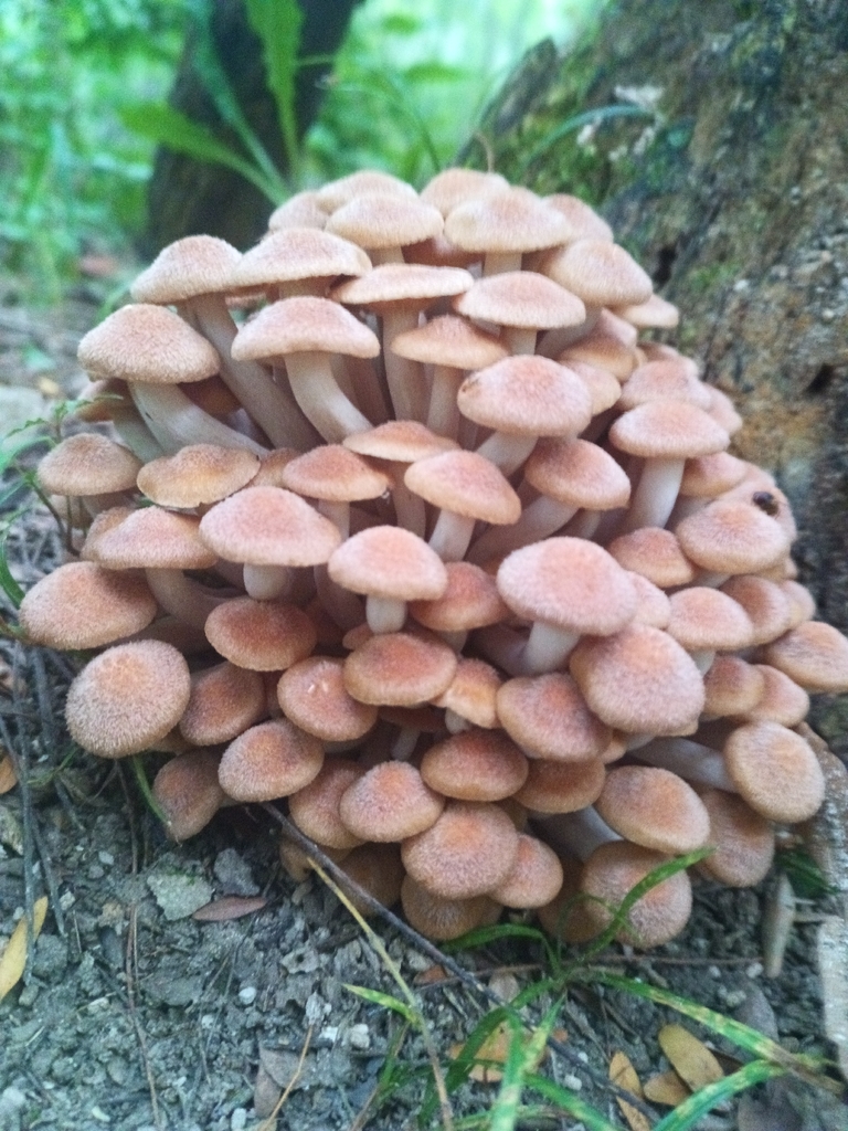 Ringless Honey Mushroom · August 2026 · photo: Photo: no rights reserved · iNaturalist