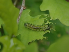 Periclista lineolata