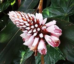 Alpinia shimadae