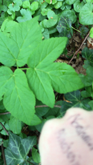 Aegopodium podagraria