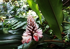 Alpinia shimadae