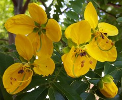 Cassia leptophylla