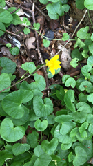 Ficaria verna