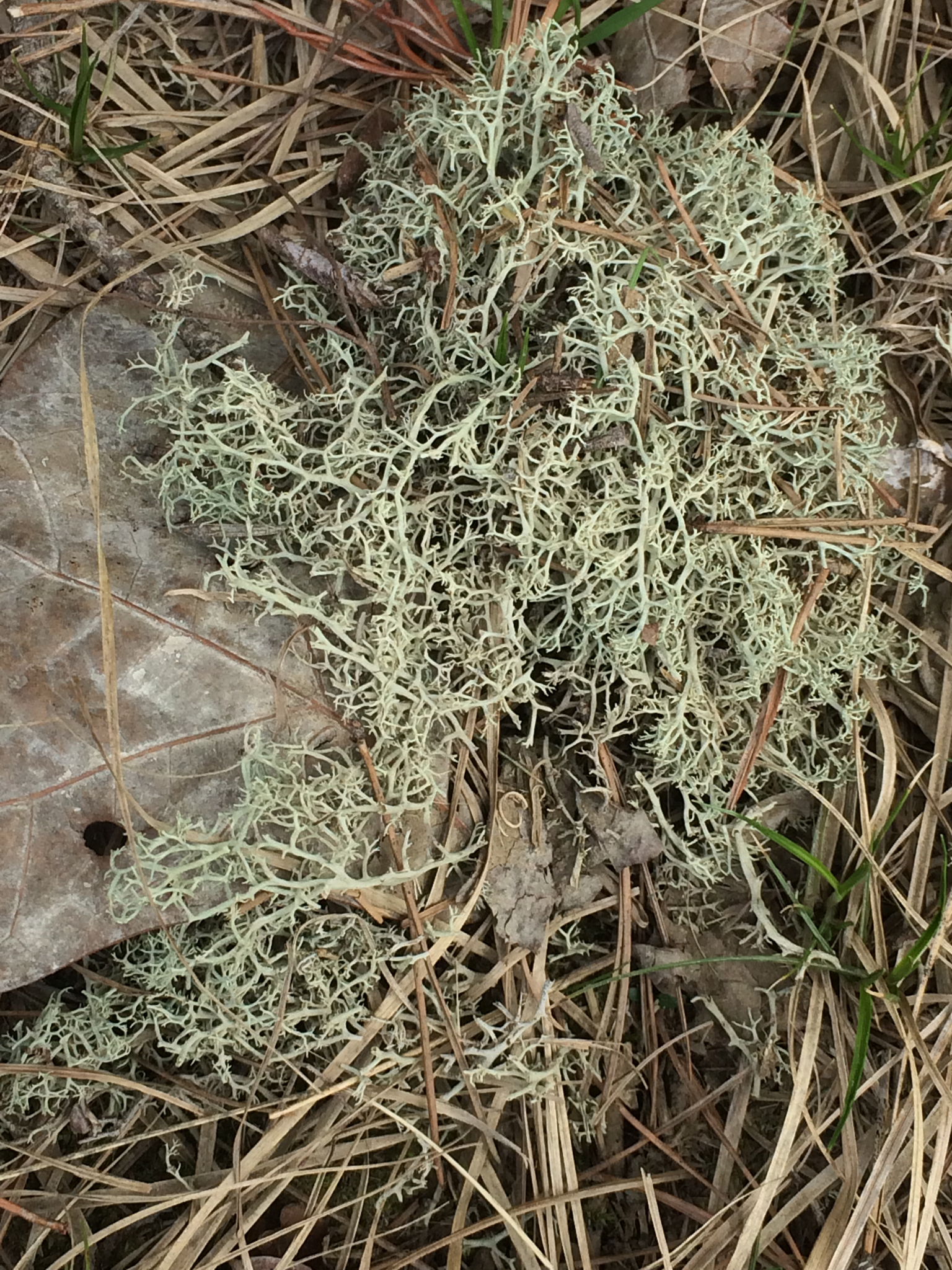 Cladonia subtenuis image