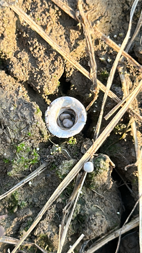field bird's nest fungus