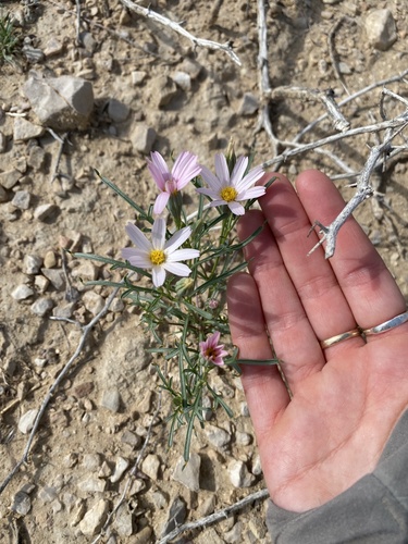 Hole-in-the-sand Plant