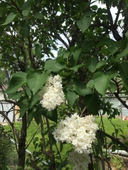 Syringa reticulata