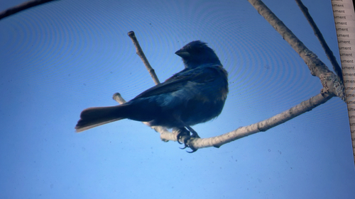 Indigo Bunting