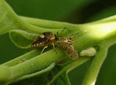 Aspideurus flavescens