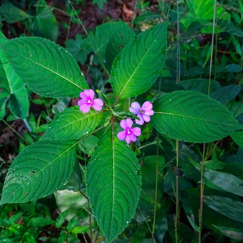 Impatiens dasysperma (Impatiens dasysperma)