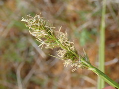 Carex otrubae