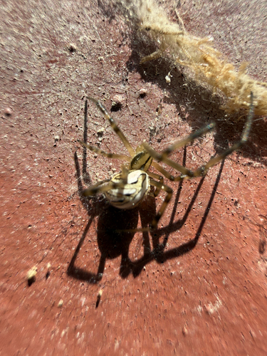 Western Black Widow