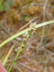 Carex otrubae
