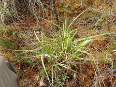 Carex otrubae