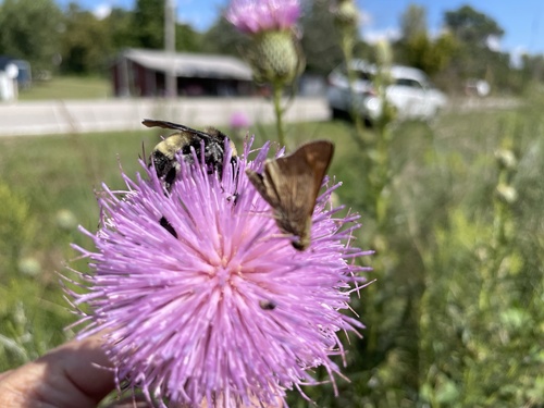 American Bumble Bee
