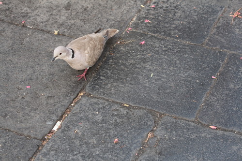 Eurasian Collared-Dove