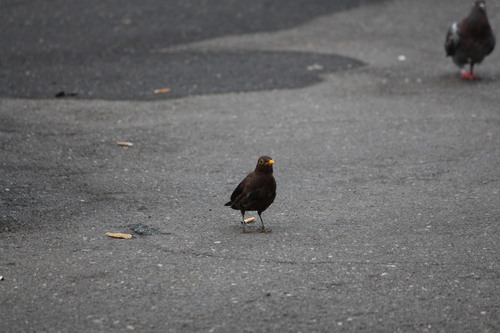 Eurasian Blackbird