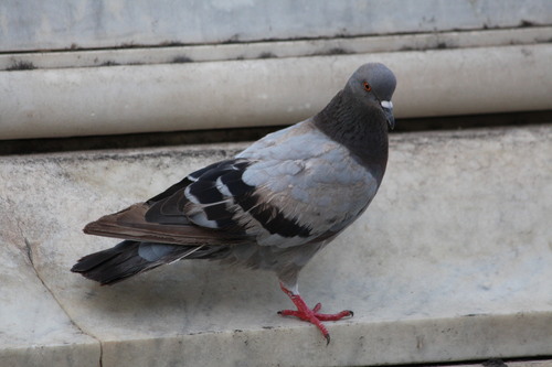 Feral Pigeon