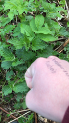 Urtica dioica