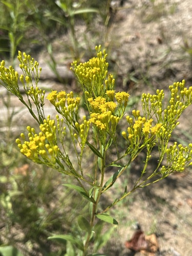 Solidago ohioensis, photograph 4