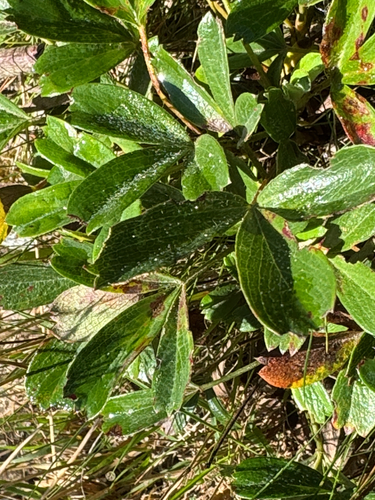 three-toothed cinquefoil