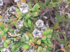 Drosanthemum intermedium