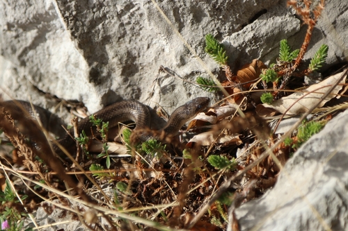 Smooth Snake