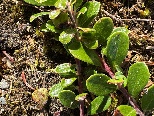 bearberry