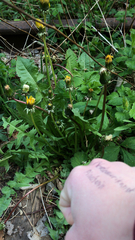 Taraxacum