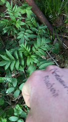 Valeriana officinalis